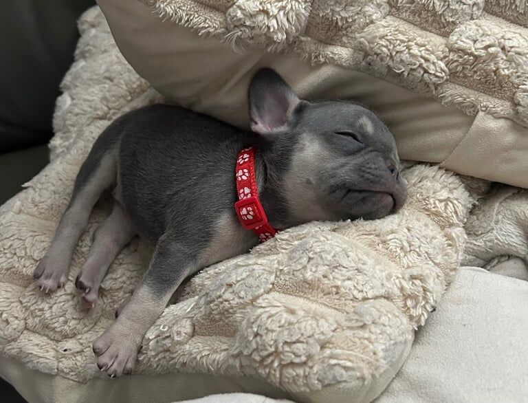 French bulldog puppies - Image 3 of 3