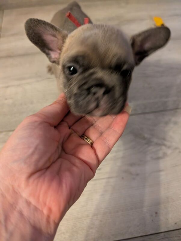 French bulldog puppies - Image 2 of 6