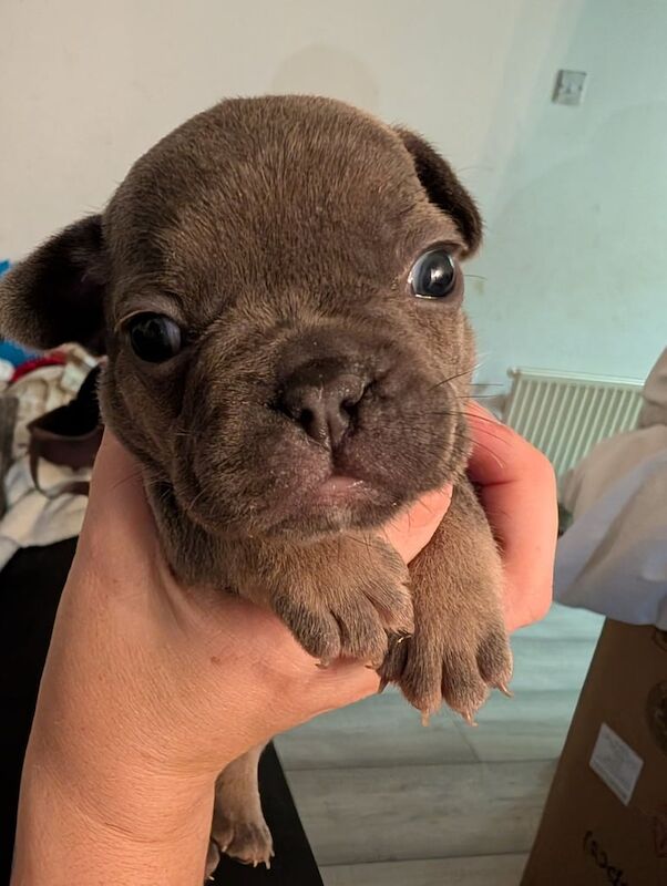 French bulldog puppies - Image 3 of 6