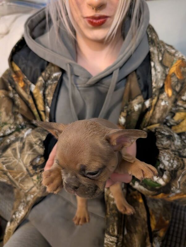French bulldog puppies - Image 4 of 6