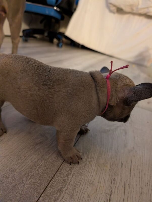 French bulldog puppies - Image 5 of 6