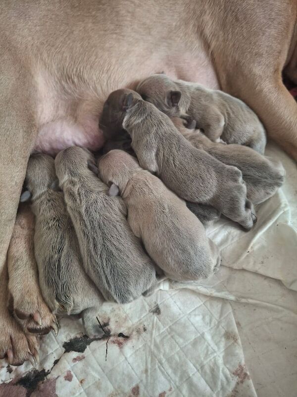 French bulldog puppies - Image 6 of 6