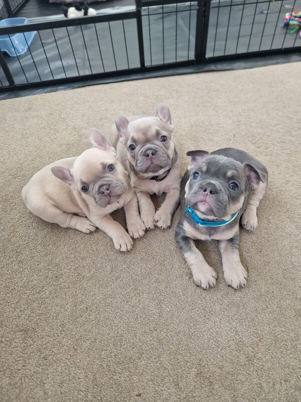 French bulldog puppies - Image 2 of 5