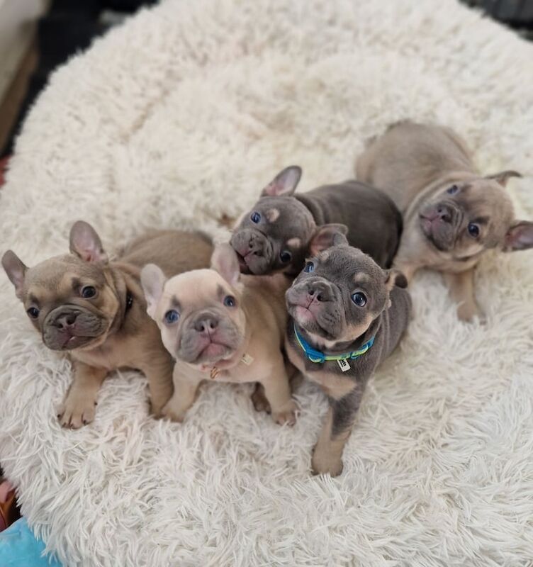 French bulldog puppies - Image 3 of 5