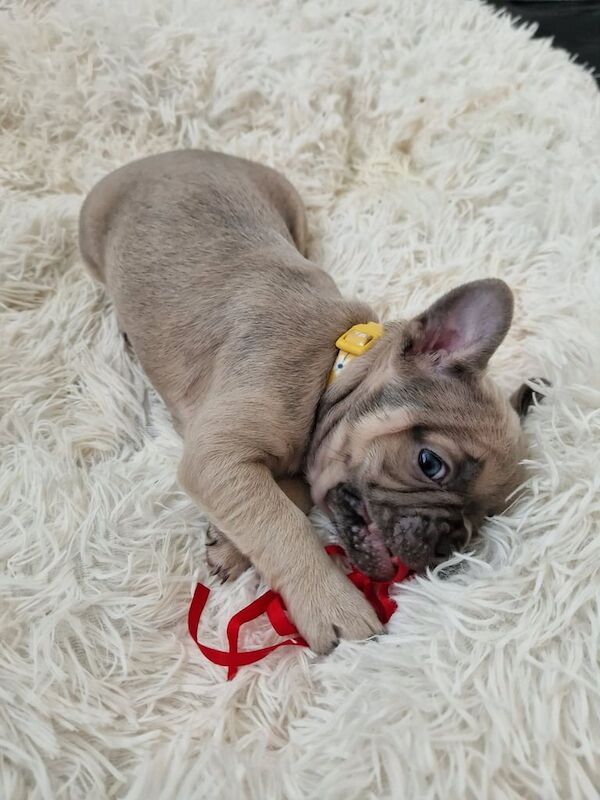 French bulldog puppies - Image 4 of 5