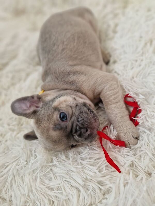French bulldog puppies - Image 5 of 5