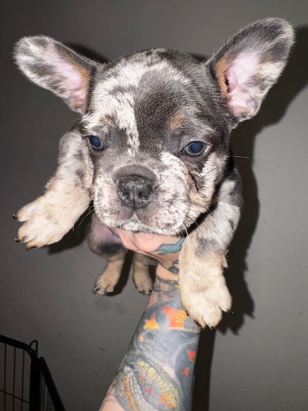 French Bulldog Puppies - Image 2 of 4