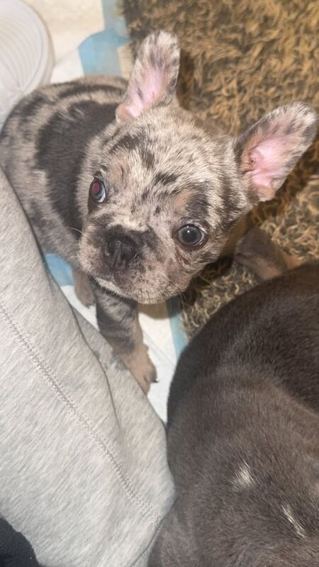 French Bulldog Puppies - Image 3 of 4
