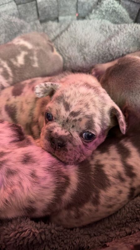 French Bulldog Puppies - Image 4 of 4