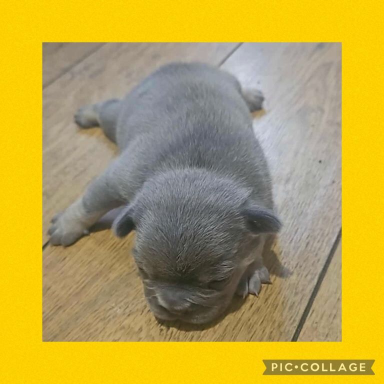 French Bulldog puppies for sale in Mansfield, Nottinghamshire – 3 weeks old