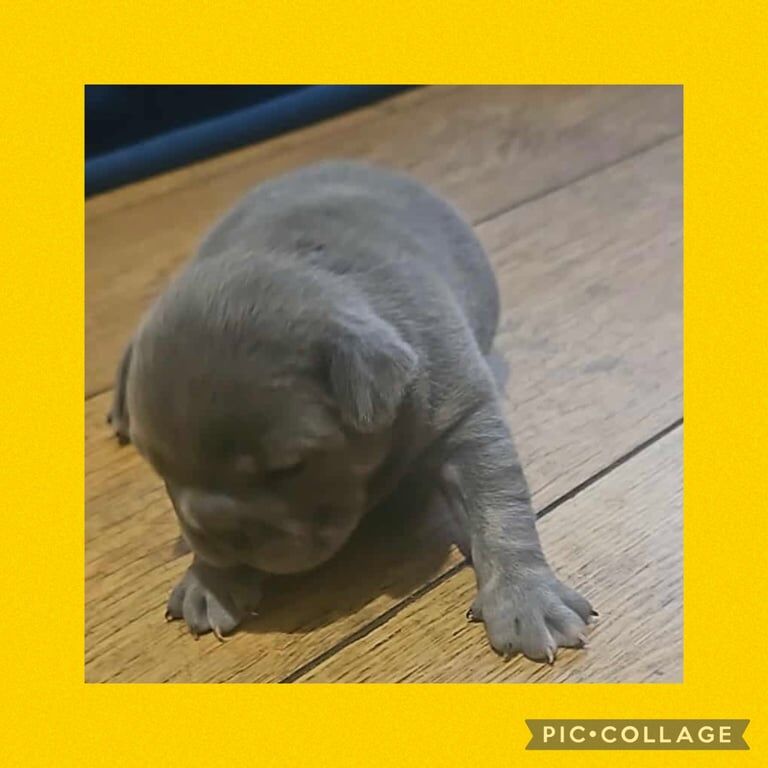 French bulldog puppies - Image 2 of 5