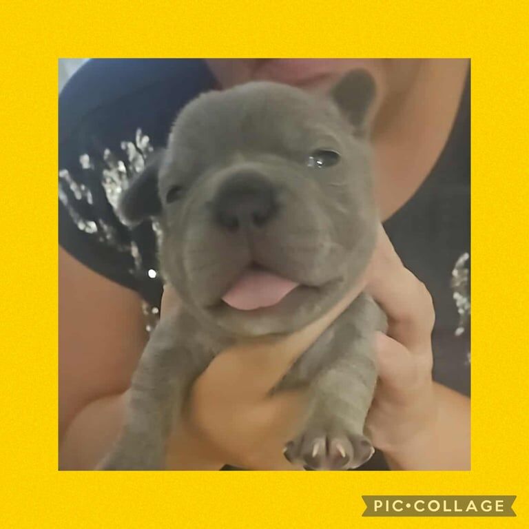 French bulldog puppies - Image 3 of 5