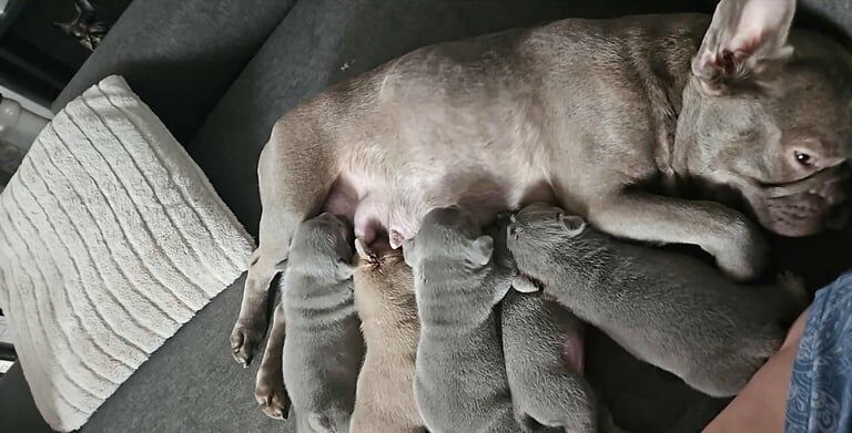 French bulldog puppies - Image 4 of 5