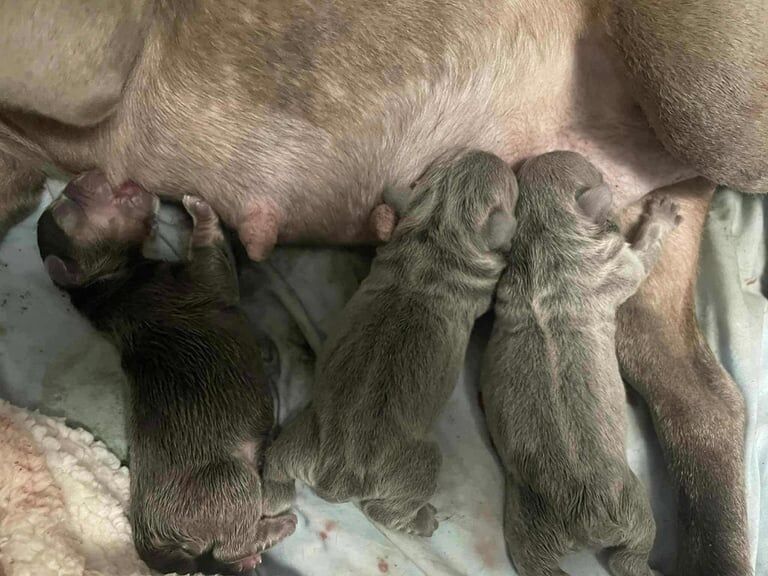 French bulldog puppies - Image 5 of 5