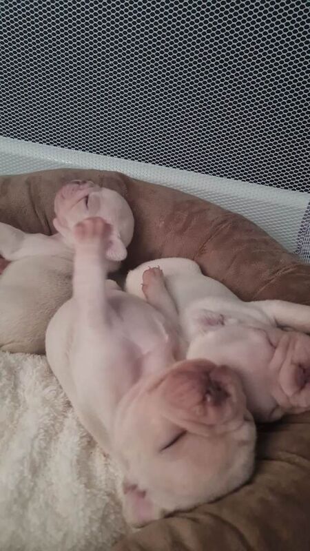French bulldog puppies - Image 2 of 5