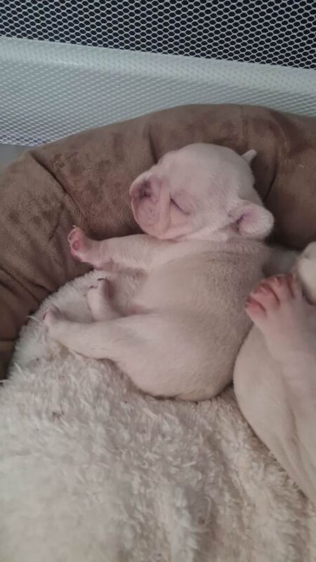 French bulldog puppies - Image 3 of 5