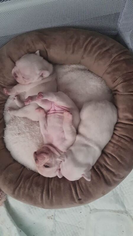 French bulldog puppies - Image 4 of 5