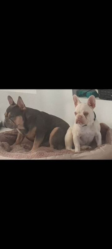 French bulldog puppies - Image 5 of 5