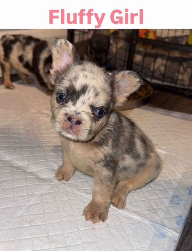 French Bulldog Puppies - Image 2 of 4