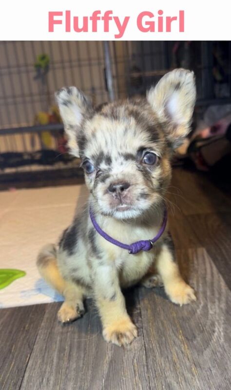 French Bulldog Puppies - Image 3 of 4