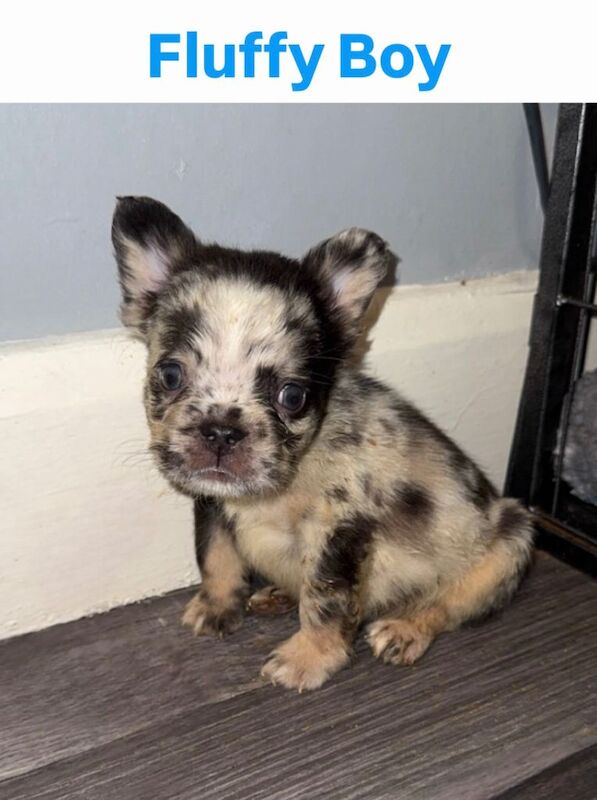 French Bulldog Puppies - Image 4 of 4