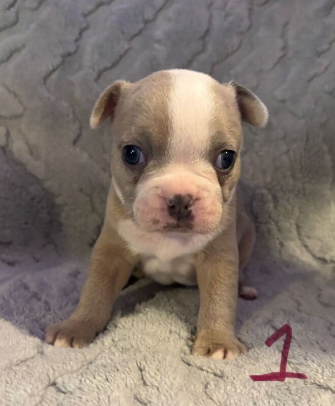 French Bulldog puppies for sale in Rochester, Kent – 4 weeks old