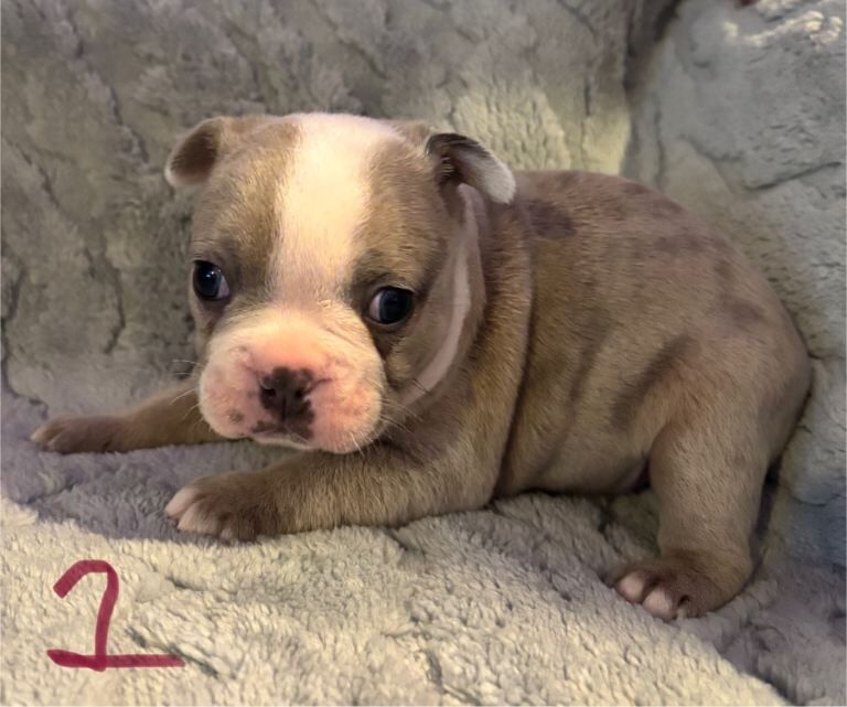 French Bulldog puppies for sale in Rochester, Kent – 3 months old - Image 2 of 4