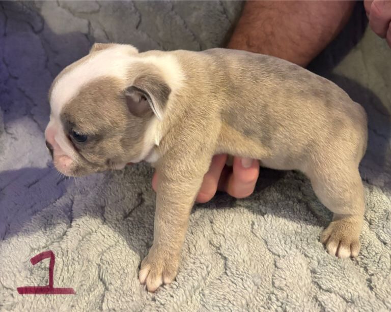 French Bulldog puppies for sale in Rochester, Kent – 3 months old - Image 3 of 4