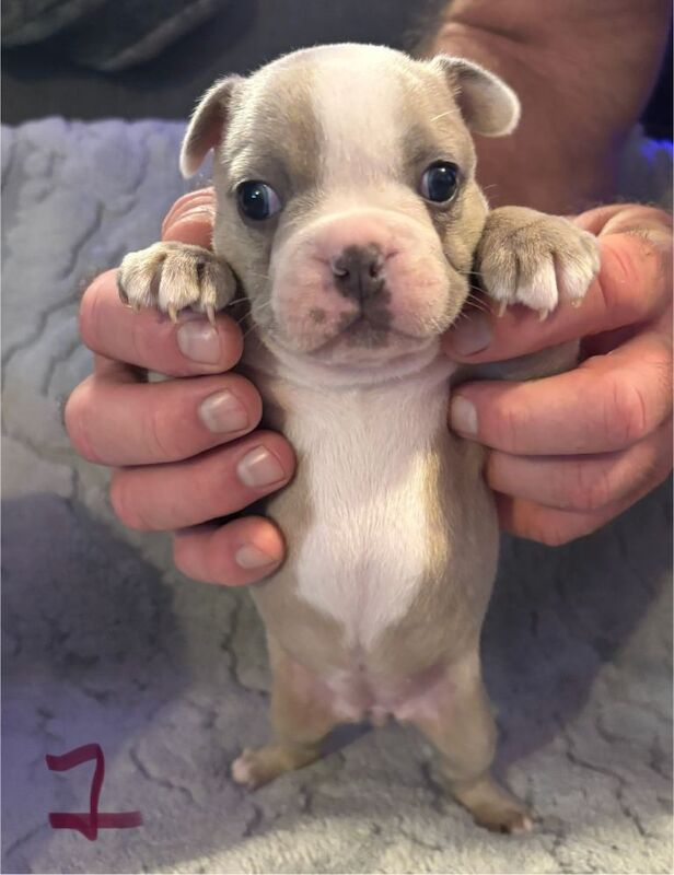 French Bulldog puppies for sale in Rochester, Kent – 3 months old - Image 4 of 4