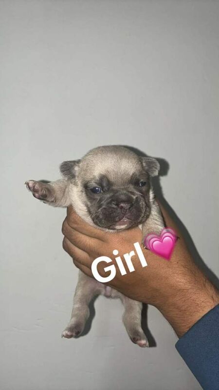 French bulldog puppies - Image 2 of 5
