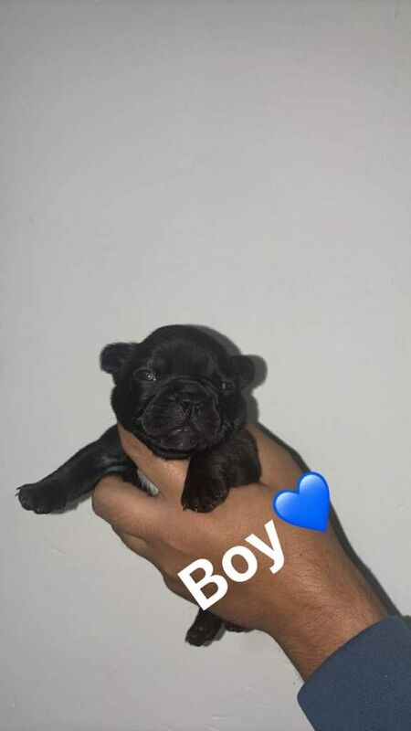 French bulldog puppies - Image 3 of 5