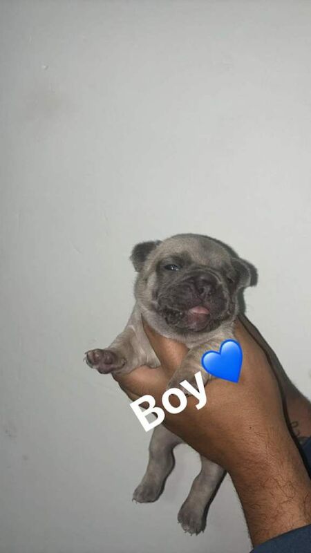 French bulldog puppies - Image 4 of 5