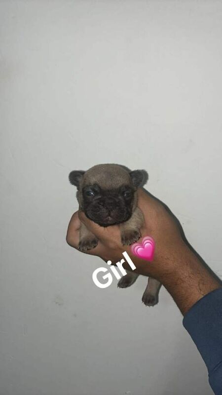 French bulldog puppies - Image 5 of 5