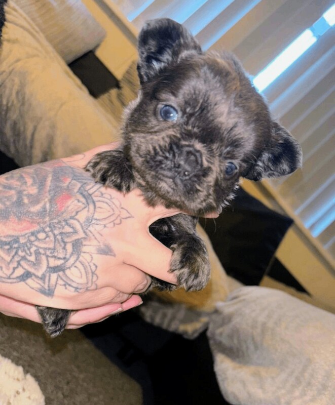 French bulldog puppies - Image 2 of 6