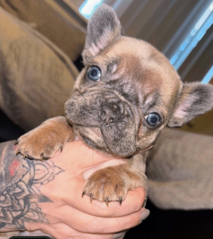 French bulldog puppies - Image 3 of 6