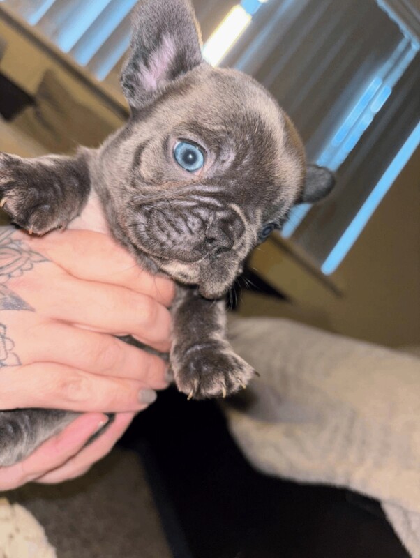 French bulldog puppies - Image 4 of 6