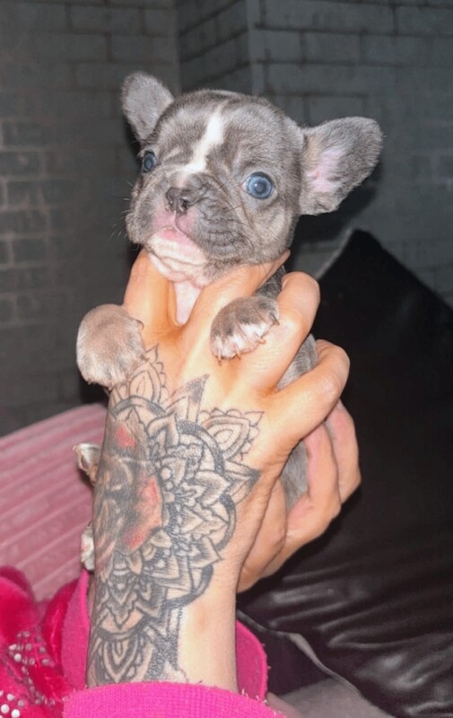 French bulldog puppies - Image 5 of 6