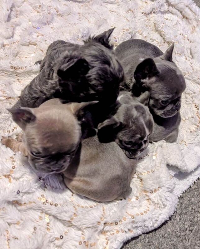French bulldog puppies - Image 6 of 6