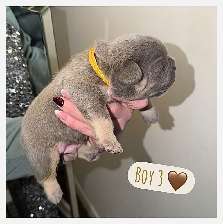 French bulldog puppies - Image 3 of 5