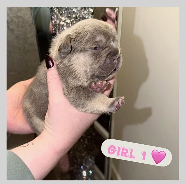 French bulldog puppies - Image 4 of 5