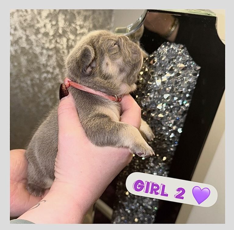 French bulldog puppies - Image 5 of 5