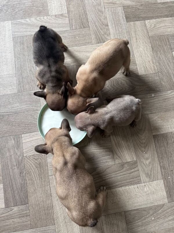 French Bulldog Puppies - Image 2 of 4