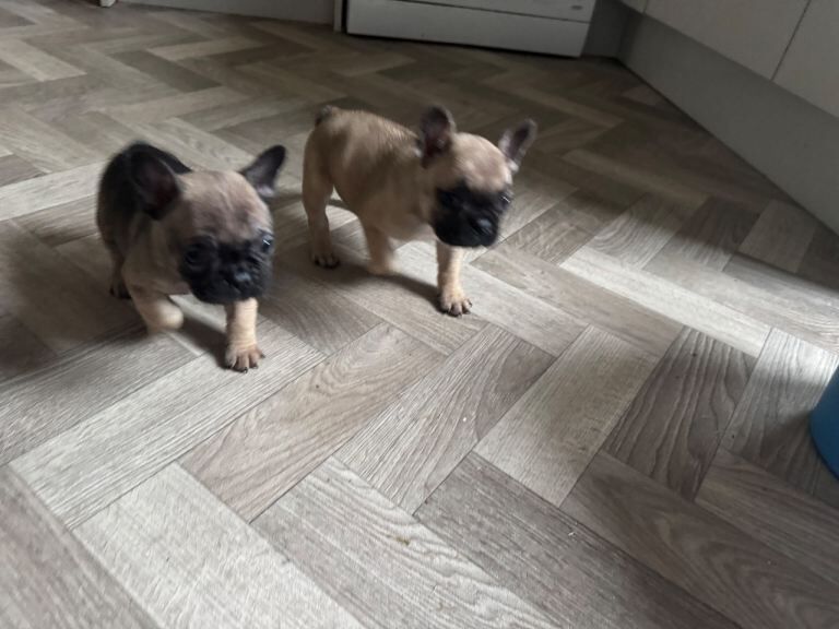 French Bulldog Puppies - Image 3 of 4