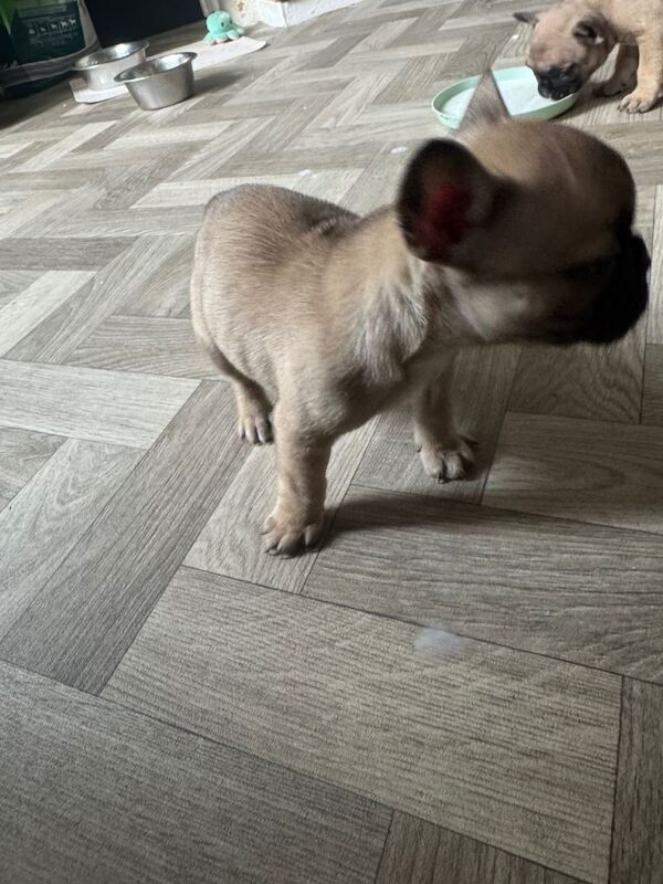 French Bulldog Puppies - Image 4 of 4