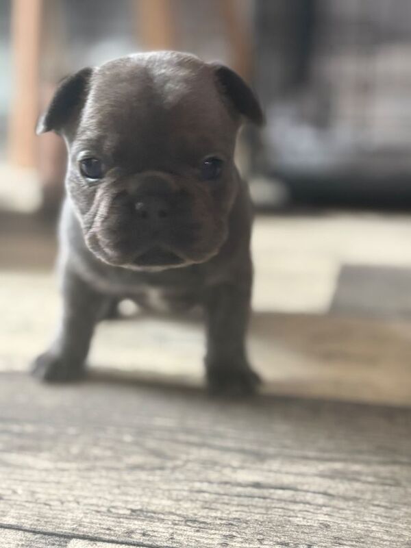 French bulldog puppies - Image 2 of 3