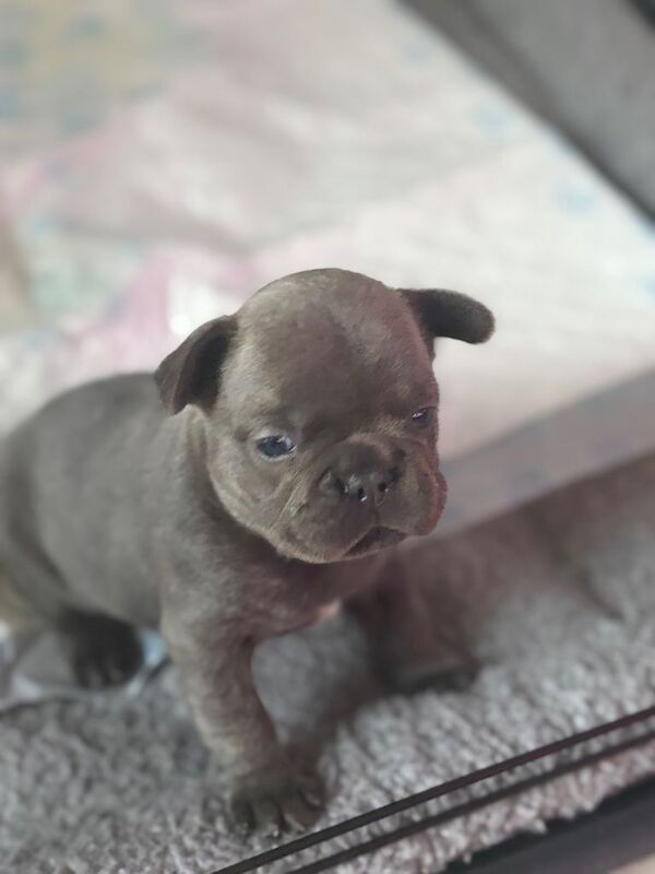 French bulldog puppies - Image 3 of 3
