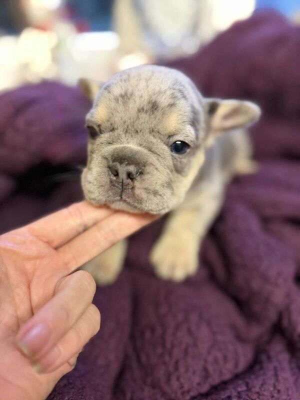 French Bulldog puppies for sale in Chesterfield, Derbyshire – KC registered, 7 weeks old