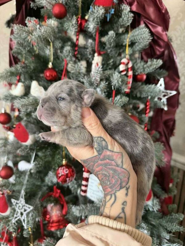 French Bulldog puppies for sale in Chesterfield, Derbyshire – KC registered, 7 weeks old - Image 2 of 3