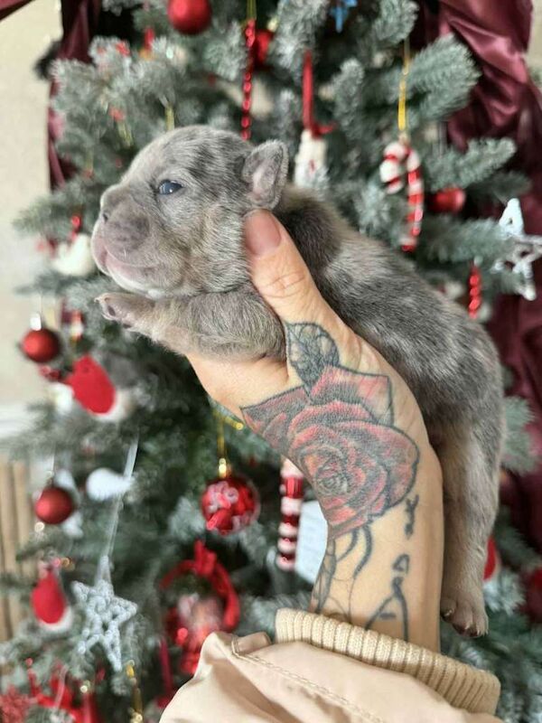 French Bulldog puppies for sale in Chesterfield, Derbyshire – KC registered, 7 weeks old - Image 3 of 3