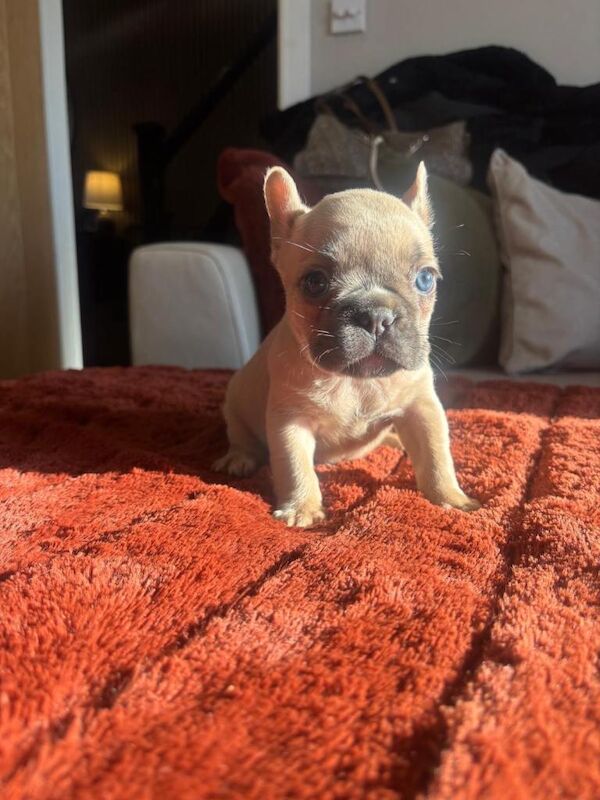 French Bulldog puppies for sale in Winterbourne, Berkshire – 10 weeks old